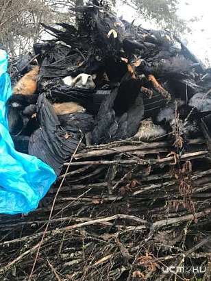 На Орловщине массово гибнут животные, в том числе краснокнижные