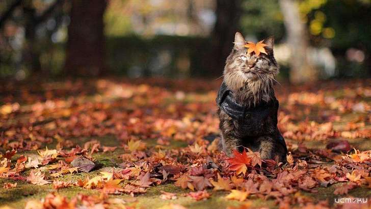 Орловчан ждет теплый осенний вторник