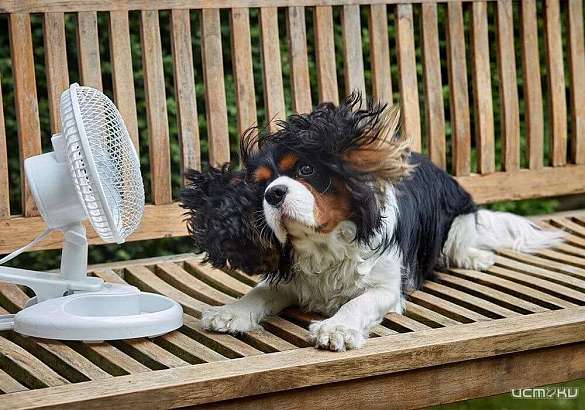 Суббота в Орле будет жаркой и солнечной