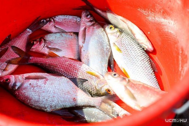 Определены лучшие рыбаки Орловской области 