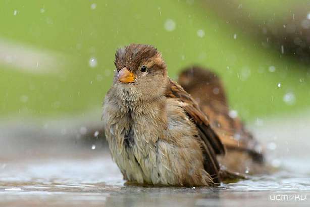 Дождливый июль продолжается: какая погода ждет орловчан сегодня