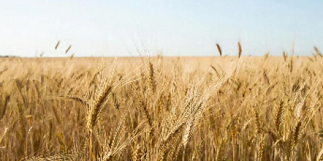 Компания орловского народного избранника продает сельхозактив 