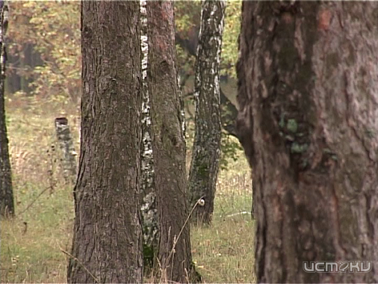 Вышли на охоту: в Орловской области клещей становится все больше  Вышли на охоту: в Орловской области клещей становится все больше