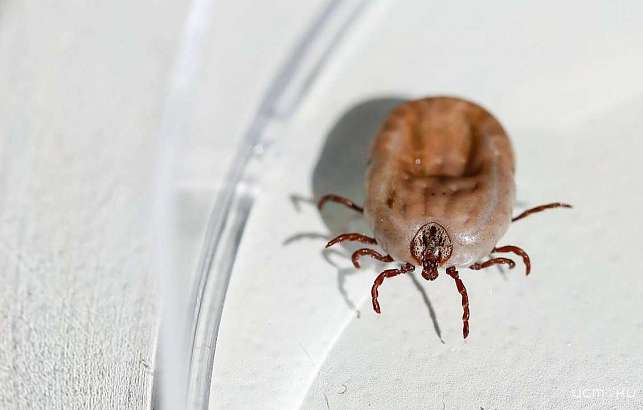 Число пострадавших от укусов клещей в Орловской области перевалило за 1500 человек