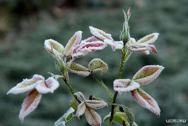 Орловчан предупредили о заморозках предстоящей ночью