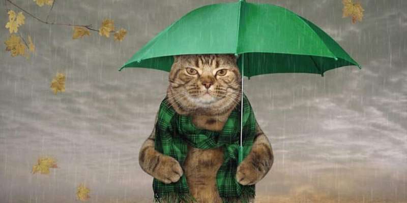 Холодная и дождливая погода ждёт орловчан сегодня