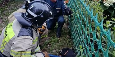 Спасатели оперативно пришли на помощь четвероногим в Орле и Ливнах