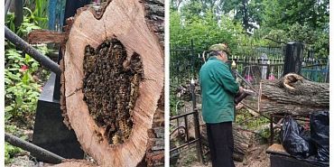 Орловские ритуальщики организовали спасение пчел на кладбище Орловские ритуальщики организовали спасение пчел на кладбище