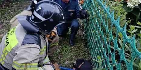 Спасатели оперативно пришли на помощь четвероногим в Орле и Ливнах