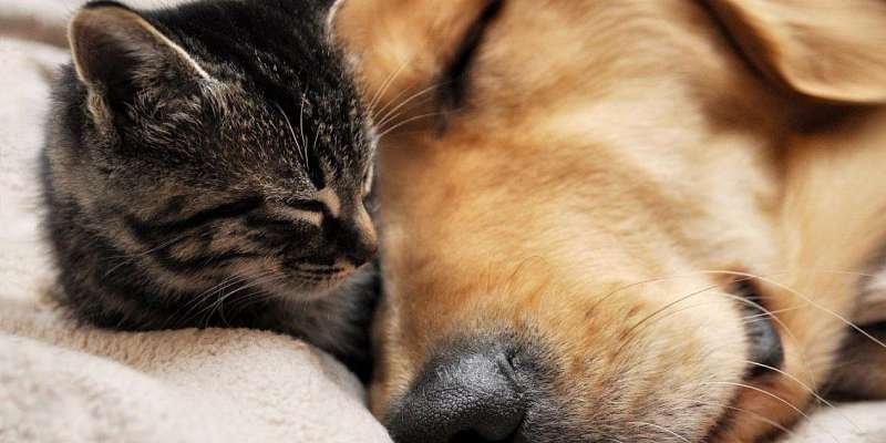 Орловчане могут проверить на коронавирус четвероногих питомцев