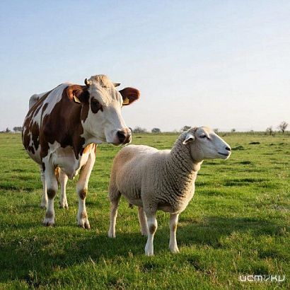 О состоянии животноводства в сельхоз.организациях на Орловщине рассказали в Орелстате