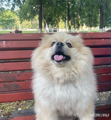 Хозяйка избитого в Орле шпица рассказала о его состоянии