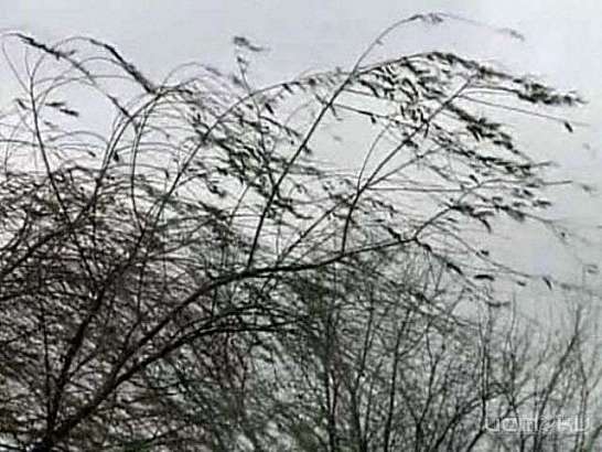 Сегодня на территории Орловской области возможны опасные порывы ветра