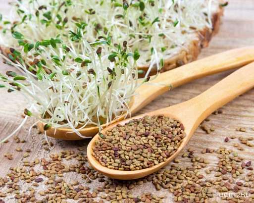 В Орловскую область ввезли 22 тонны семян итальянской люцерны с нарушениями В Орловскую область ввезли 22 тонны семян итальянской люцерны с нарушениями