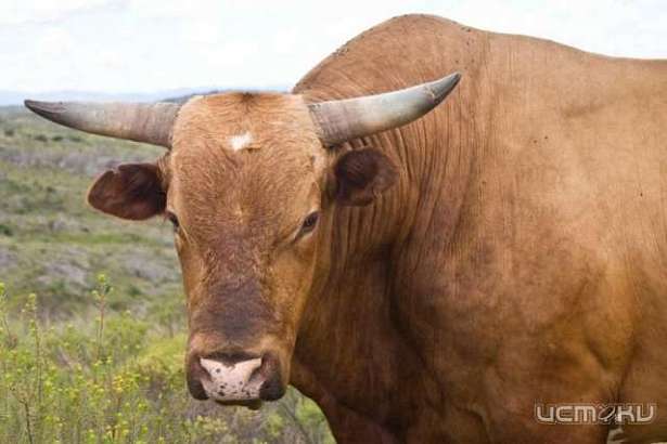 В Покровском районе у быка нашли смертельно опасную инфекцию 