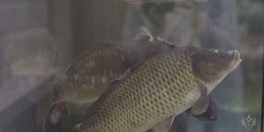 Рыба — это не только вкусно, но и полезно