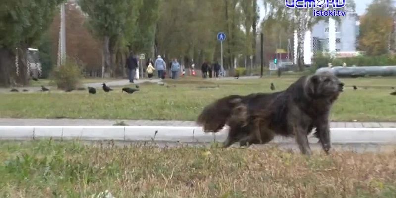 Человек собаке - друг?