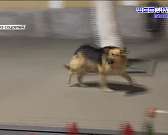 Орловчане просят президента России отправить Клычкова в отставку, бродячие псы захватили центр Орла, а доктор мира, уроженец Орловской области Леонид ...