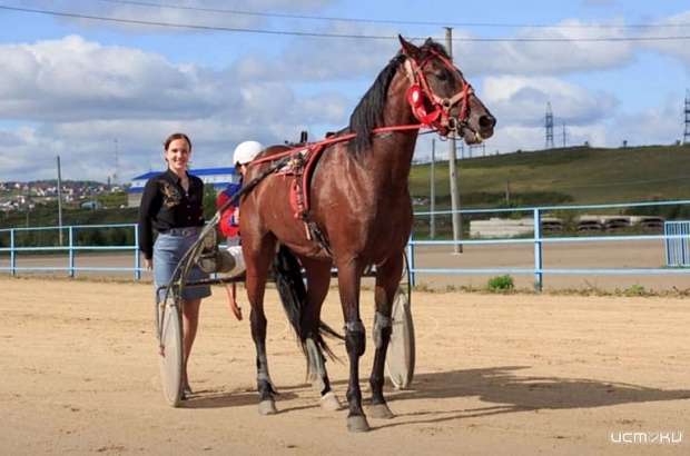 Орловские лошади завоевывают призовые места