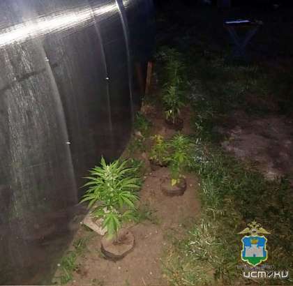 В Ливнах мужчины выращивали коноплю в теплицах