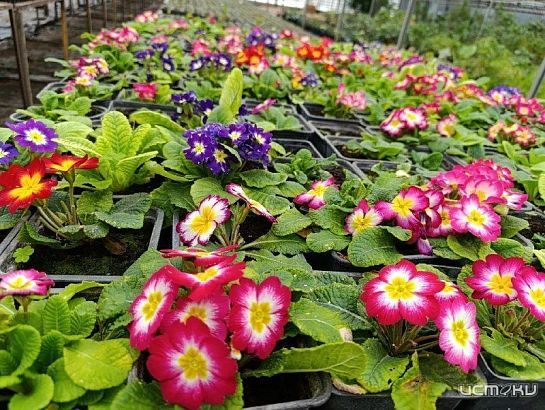 На орловских клумбах в этом году высадят 360 тысяч цветов