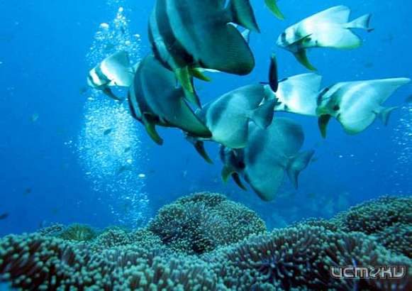 Ко Тао – рай для дайверов