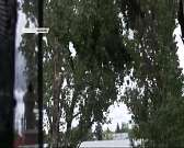 Официальная версия vs реальность: кому помешали тополя на ул. Октябрьской в Орле