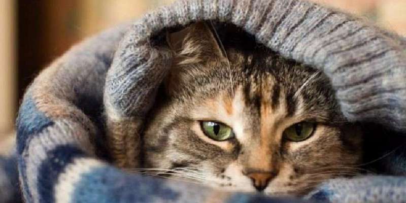 Синоптики напугали орловчан аномальным похолоданием