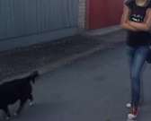 В Орле на глазах у детей домашняя собака разорвала котенка