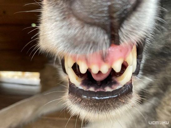 Компенсация за укусы. Северный районный суд г. Орла рассмотрел дело о возмещении ущерба, причиненного укусами бродячих собак