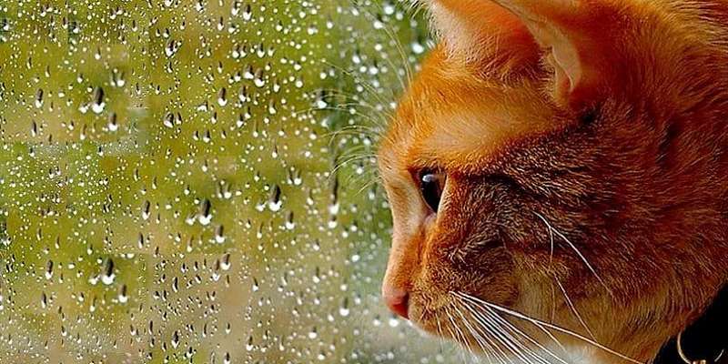 Воскресенье в Орле будет дождливым 