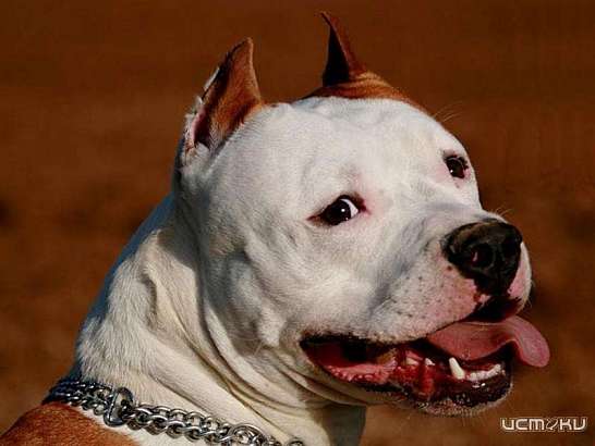 Оставили истекать кровью: орловчанку едва не разорвала бойцовская собака