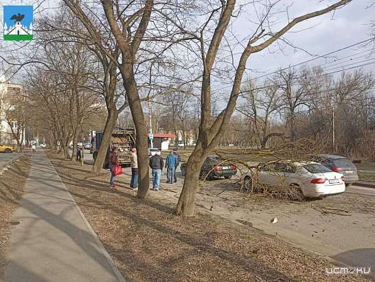 В Орле на легковушки упала часть дерева