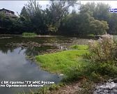 В дорожном инциденте с кабаном пострадал 31-летний водитель «Лады»