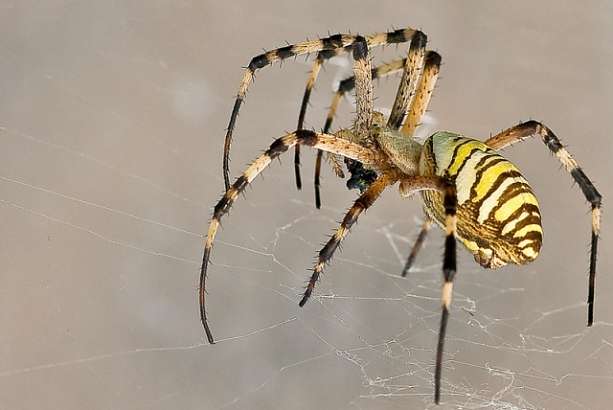 В Ливенском районе появился ядовитый паук-оса