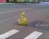 Наш регион попал в тройку антилидеров по рождаемости, а японцы будут питаться орловским мясом. Новости за 90 секунд