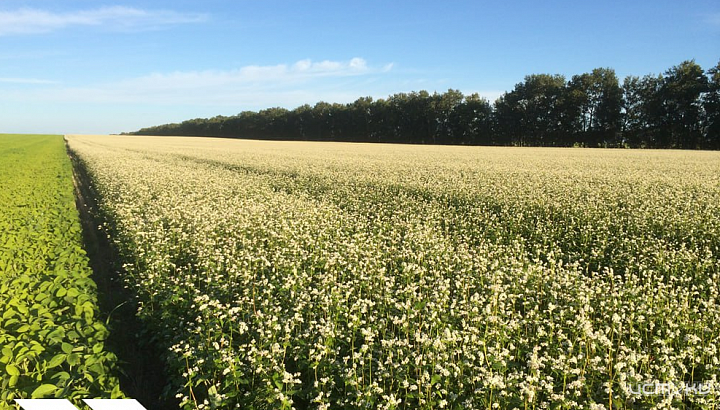 Орловская область вошла в число лидеров по производству гречихи