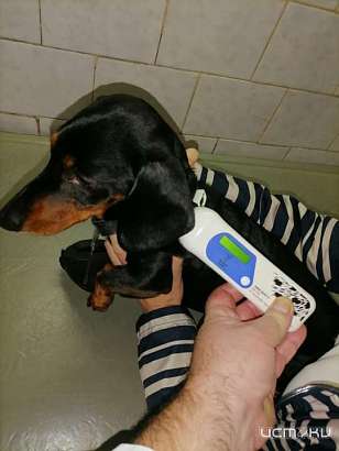 Наличие теста на COVID-19 у животных при въезде в Индию и ОАЭ больше не требуется