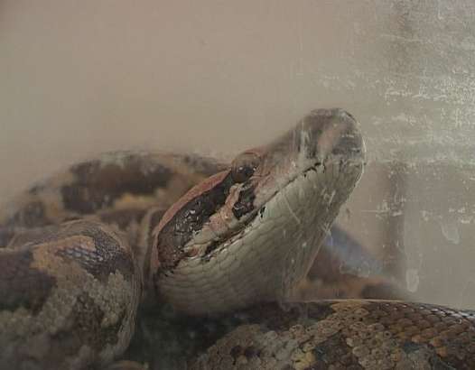 Рептилия в городе