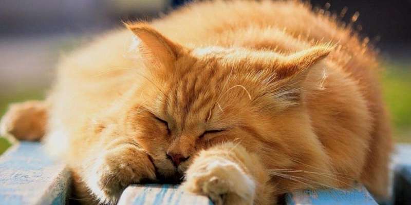 Суббота в Орле будет тёплой и сухой