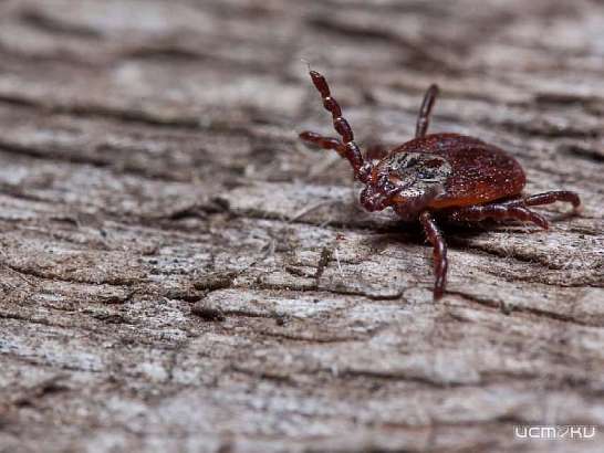 Лайфхак: как сэкономить 400 рублей орловчанам, пострадавшим от клещей