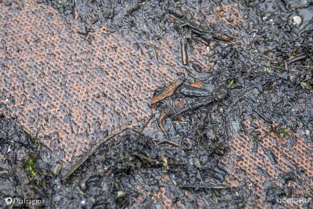 Археологи подтвердили, что находки орловских дайверов относятся к периоду Судбищенской битвы