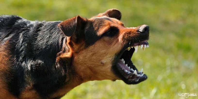 Орловчанке, которую покусали собаки, выплатят 100 тыс рублей