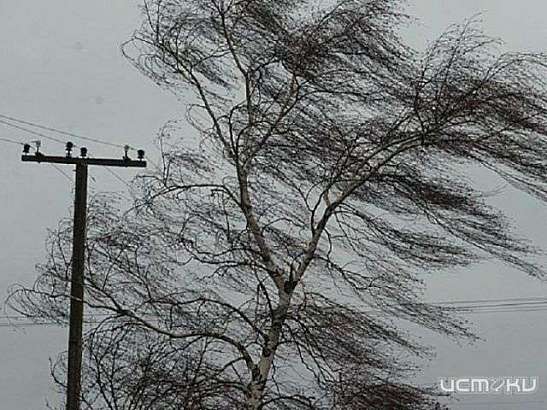На Орловщину вновь обрушится шквалистый ветер На Орловщину вновь обрушится шквалистый ветер