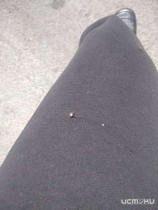 В Орле опасные насекомые вышли из зимней спячки В Орле опасные насекомые вышли из зимней спячки