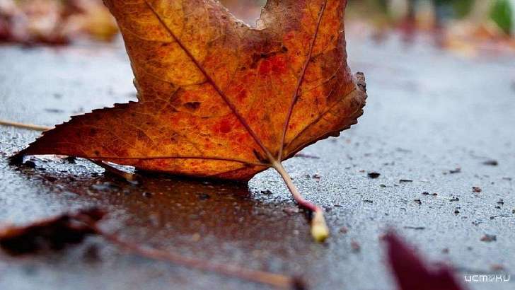 Во власти атлантических циклонов: сегодня в Орле снова будет дождливо