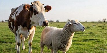 О состоянии животноводства в сельхоз.организациях на Орловщине рассказали в Орелстате