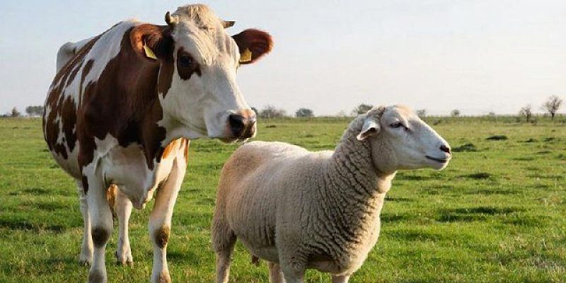 О состоянии животноводства в сельхоз.организациях на Орловщине рассказали в Орелстате