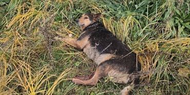 Орловчане не прошли мимо: история спасения жестоко избитой собаки