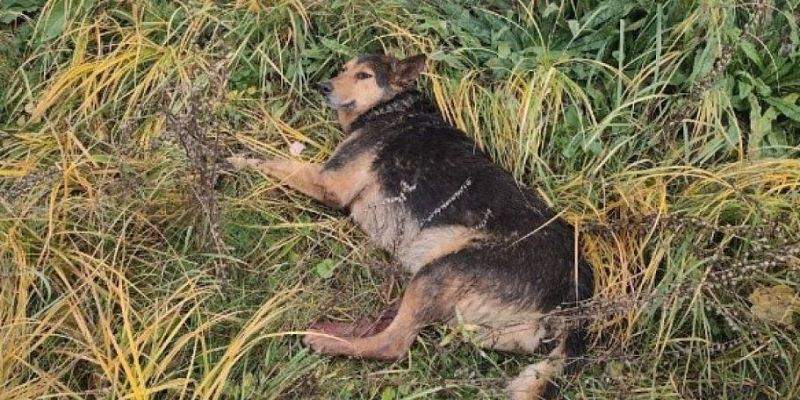 Орловчане не прошли мимо: история спасения жестоко избитой собаки